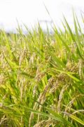 rice ، oryza